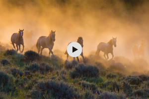 wild-horse-with-play